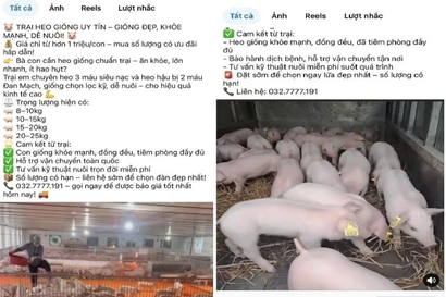 Rao bán heo giống trên Facebook, lộ xe chở hàng chục con nghi mắc bệnh