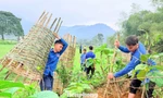 Tuổi trẻ Nghệ An trồng hàng nghìn cây xanh đầu xuân