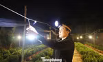 Người dân thắp đèn xuyên đêm ‘thúc’ hoa Tết 