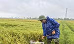 Hàng nghìn ha lúa ở Hà Tĩnh đổ rạp sau dông lốc kèm mưa đá