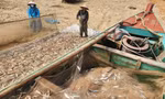 Ngư dân trúng đậm cá trích, thu tiền triệu mỗi chuyến biển
