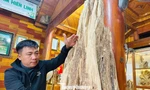 Khối gỗ trầm hương cổ thụ quý hiếm được trả giá nửa tỷ đồng ở Hà Tĩnh