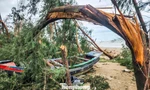 Rừng phi lao ven biển Hà Tĩnh bị cuốn phăng sau bão