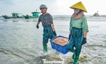 Ngư dân Thanh Hóa vươn khơi thu 'lộc biển' ngày đầu năm