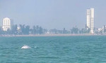 Thích thú đàn cá heo xuất hiện sát biển Sầm Sơn