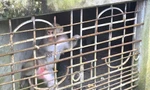 Khỉ hoang dã phá khu dân cư, người dân bắt giao nộp về Vườn Quốc gia