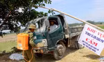 Nghệ An tiêu hủy 660 tấn lợn nhiễm bệnh, tỷ lệ tiêm vắc-xin thấp
