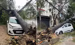 Cây đổ la liệt đè hàng loạt ô tô ở Nghệ An 