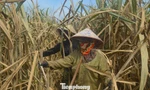 'Khóc ròng' vì cánh đồng mía héo quắt, chết khô sau mưa lũ