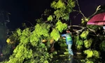 Người đàn ông tử vong do cây phượng gãy đổ trong mưa lớn
