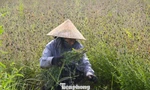 พันธุ์ไม้ที่ช่วยให้เกษตรกรในจังหวัดเหงะอานหลุดพ้นจากความยากจน