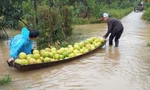 Hàng chục ha bưởi ngâm mình trong lũ, người dân chèo thuyền để thu hái