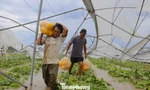 Hệ thống nhà màng dưa lưới gãy đổ, nông dân mất trắng tiền tỷ
