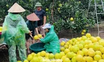 Người trồng bưởi đặc sản thấp thỏm trước giờ bão đổ bộ
