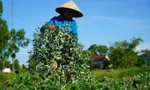 គ្រួសារជាច្រើននៅខេត្ត Ha Tinh បានរួចផុតពីភាពក្រីក្រដោយដាំដើមឈើមួយប្រភេទនៅលើដីព្រៃ។