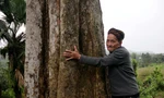 Cận cảnh 2 gốc trầm vừa được công nhận là Cây di sản Việt Nam