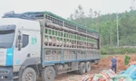 Phát hiện xe tải chở hơn 15 tấn lợn nhiễm dịch tả châu Phi