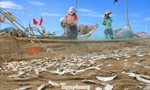 Ngư dân kiếm bộn tiền mùa cá trích