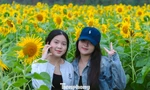 Bạn trẻ nườm nượp check-in vườn hoa hướng dương ở quê Bác
