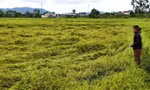  Mưa dông dồn dập làm lúa chín đổ rạp, nông dân lo mất trắng