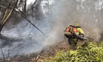 Nắng nóng cực đoan, cháy rừng dồn dập ở Nghệ An