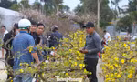 Mai vàng khoe sắc rực rỡ hút khách cận Tết