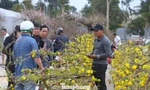 Mai vàng khoe sắc rực rỡ hút khách cận Tết