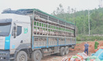 Phát hiện xe tải chở hơn 15 tấn lợn nhiễm dịch tả châu Phi