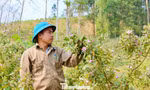 Hai lần khởi nghiệp trắng tay, đổi đời nhờ loài cây mọc dại 