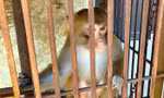 Khỉ vàng quý hiếm đi lạc vào nhà dân ở Nghệ An