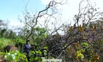 Hồng cổ thụ bật gốc sau bão, nông dân “mất ăn, mất ngủ”