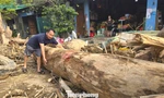 Hàng loạt cây gỗ khủng kẹt lại trên đường sau lũ