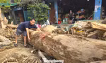 Hàng loạt cây gỗ khủng kẹt lại trên đường sau lũ
