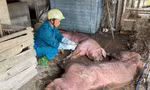 Một xã ở Nghệ An tiêu hủy hơn 100 tấn lợn do mắc dịch tả châu Phi