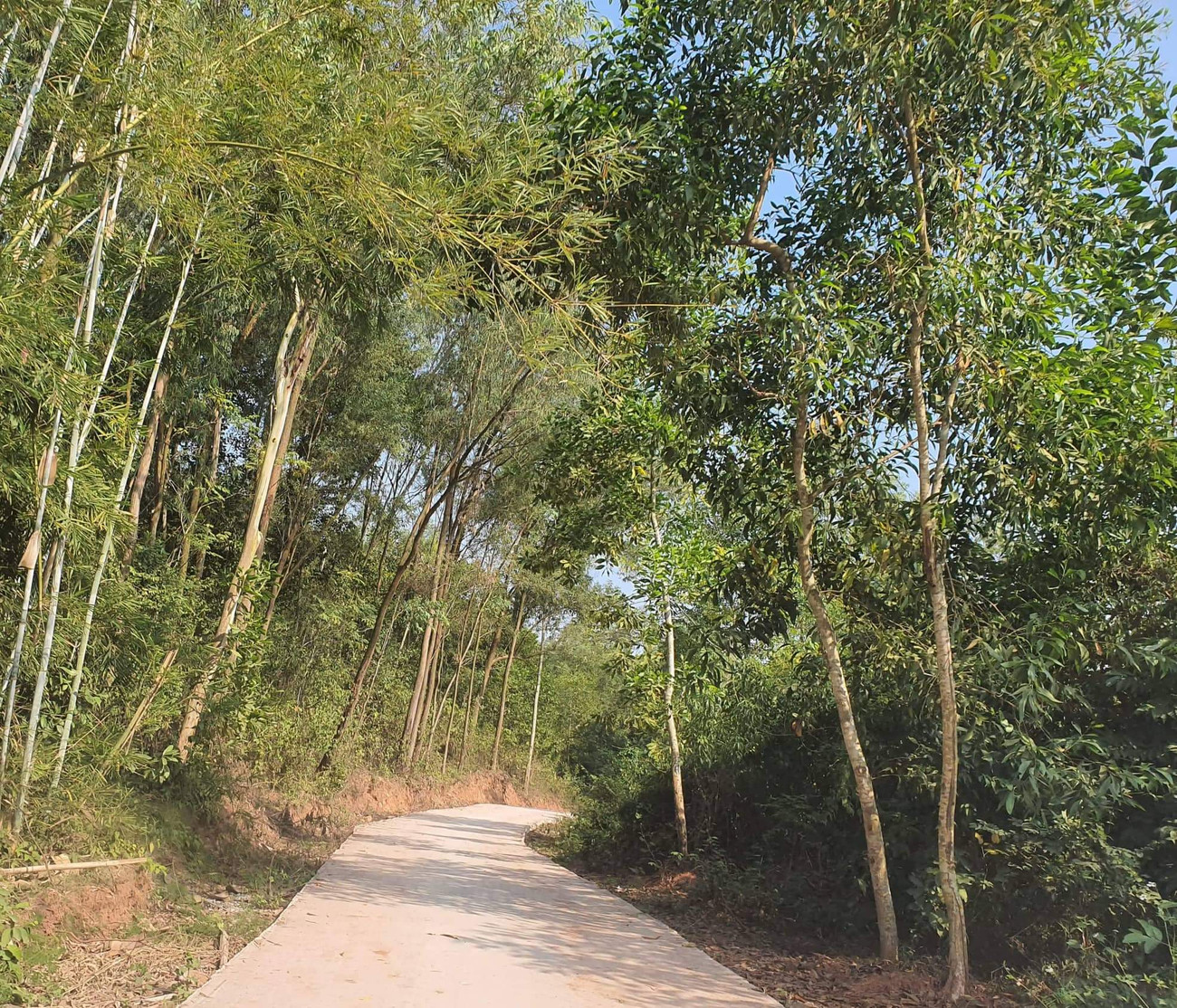 Đường dẫn lên Núi 1 (xã Thủy Đường, huyện Thủy Nguyên, HP) nơi người dân báo xảy ra vụ một người đàn ông khống chế nữ tài xế taxi đòi tiền chuộc Hơn 200 chiến sỹ công an truy bắt nghi phạm khống chế nữ tài xế taxi ảnh 2
