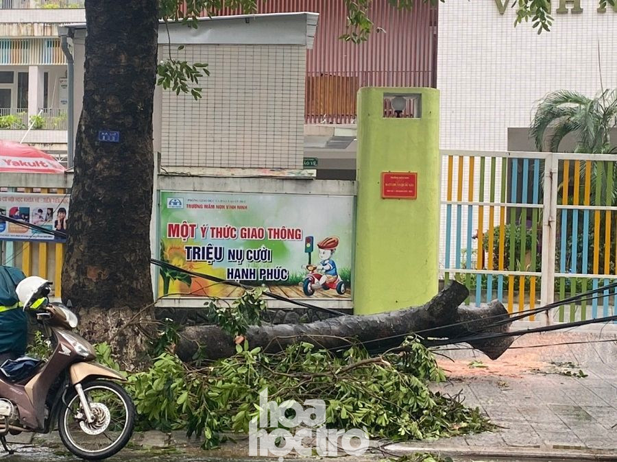 Một thân cây ngã đè lên trên các đường dây điện. Thừa Thiên - Huế: Trạm xe buýt bị hư hại, cây xà cừ trăm tuổi bật gốc vì bão số 13 ảnh 5