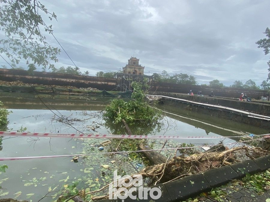 Gió lớn quật liên hồi khiến nhiều cây xanh nằm dọc theo một con đường ngã sóng soài trên mặt nước, lôi bật theo cả vỉa hè. Thừa Thiên - Huế: Trạm xe buýt bị hư hại, cây xà cừ trăm tuổi bật gốc vì bão số 13 ảnh 8
