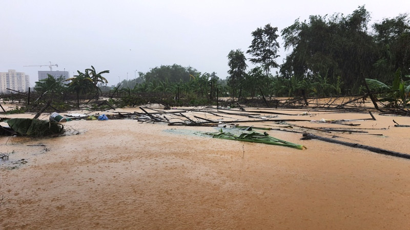 Những giàn hoa màu sụp đổ vì lũ. Huế mưa trắng trời, người dân ‘oằn mình’ chống lũ ảnh 9
