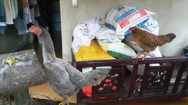 Phòng khách thành "chuồng gà", nơi tập kết thóc lúa tạm thời. Huế mưa trắng trời, người dân ‘oằn mình’ chống lũ ảnh 1