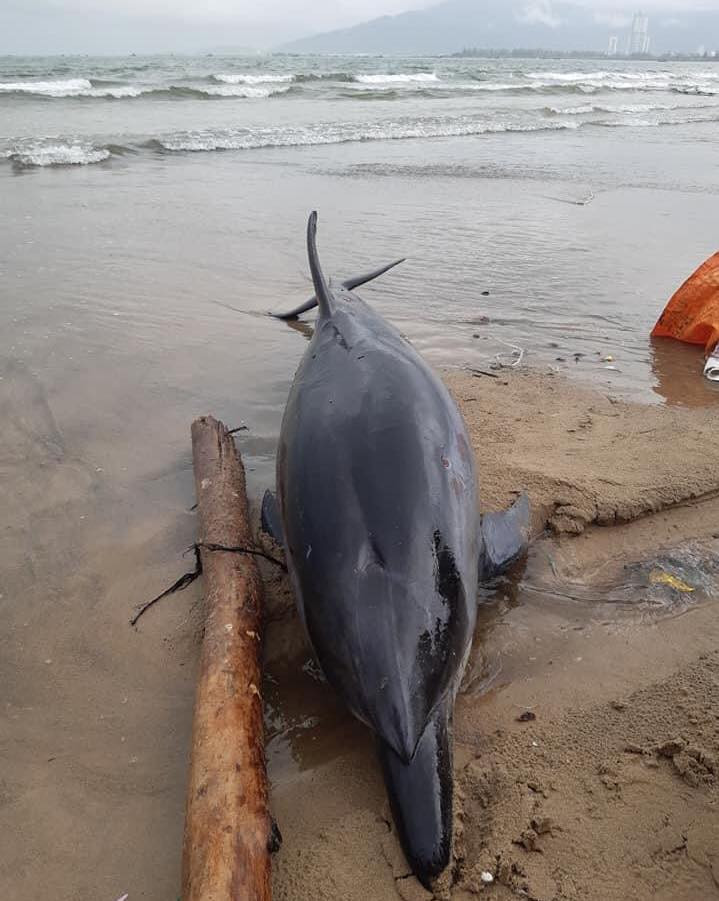 Đây là cá thể cá heo sọc Striped dolphin (Stenella coeruleoalba), dài khoảng 2m. (Ảnh: Facebook Nguyễn Tuấn) Đà Nẵng: Phát hiện xác một cá thể cá heo bị thương dạt vào bờ biển ảnh 1