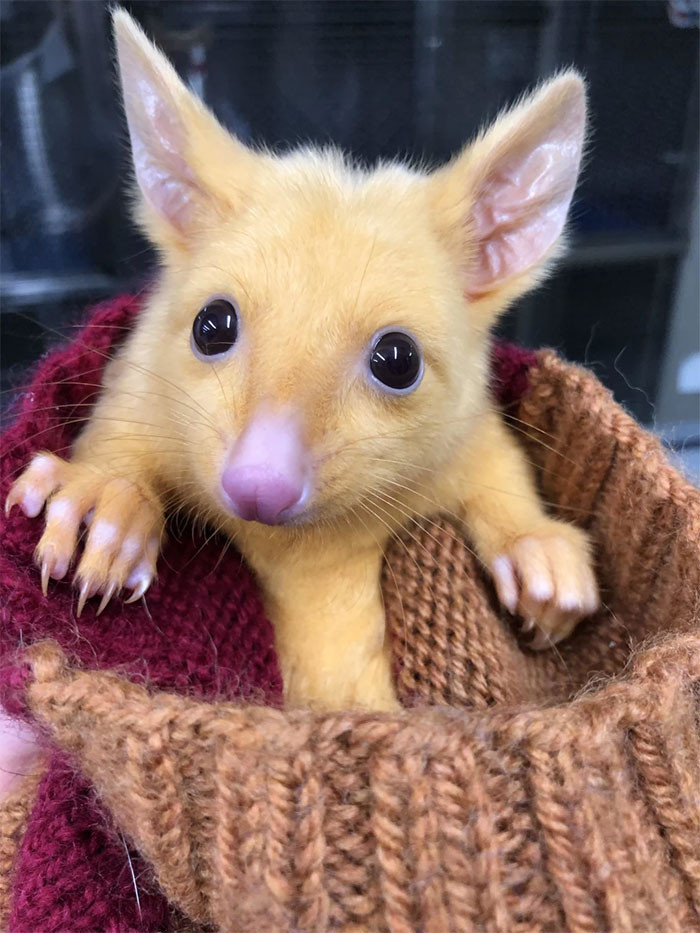 Pikachu là có thật, nhanh tay đón ngay về thôi! ảnh 3