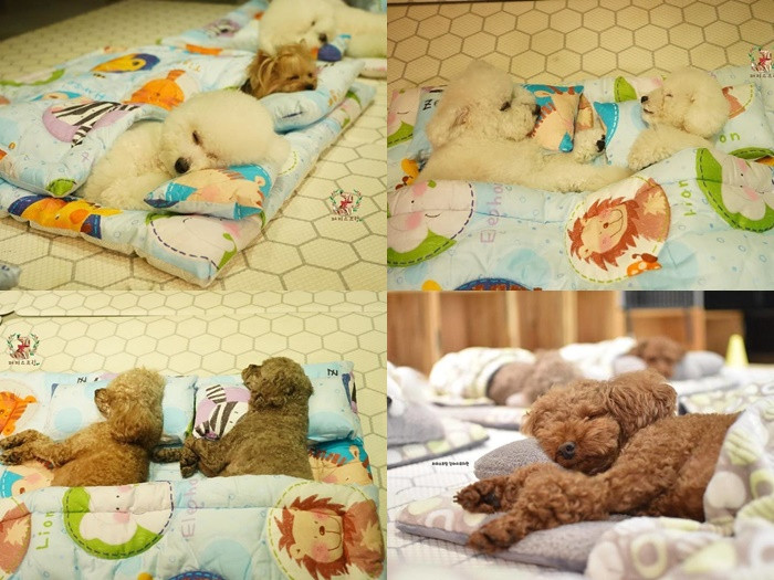 Trưa cũng rúc vào túi ngủ khác gì các bé mẫu giáo đâu. Trường mẫu giáo dành riêng cho các chú chó, cũng học hành, bán trú như ai! ảnh 1
