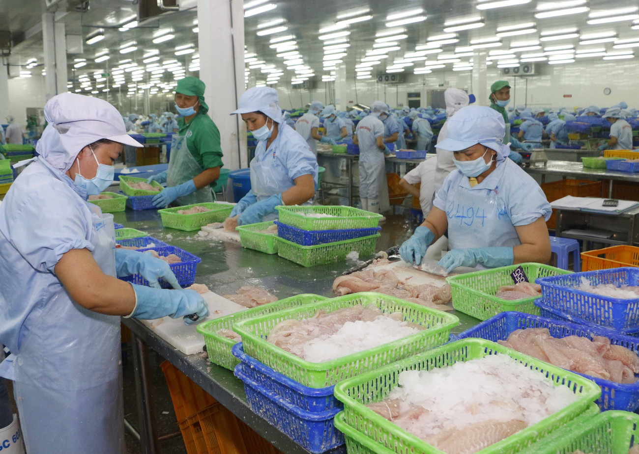 Dự báo xuất khẩu cá tra sang EU năm 2020 đạt hơn 174 triệu USD, giảm 26% so với năm 2019. Ảnh: CK Xuất khẩu thủy sản sang EU năm 2020 dự báo đạt hơn 1 tỷ USD ảnh 1