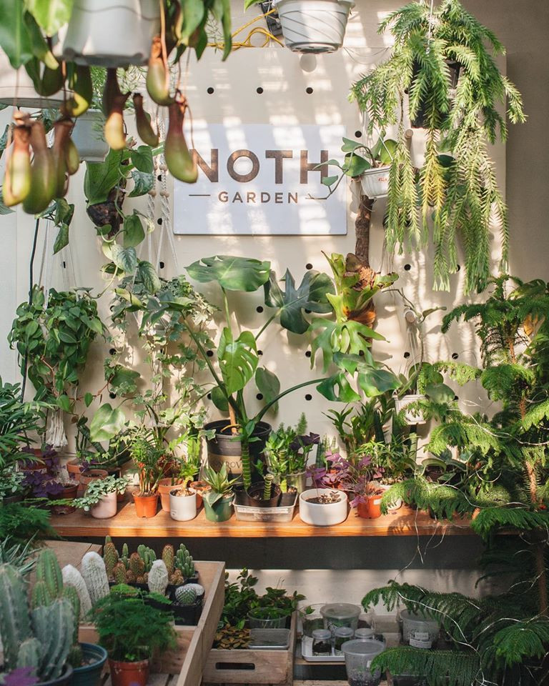NOTH Garden - những người gieo mầm xanh trong lòng đô thị ảnh 6 NOTH Garden - những người gieo mầm xanh trong lòng đô thị ảnh 6