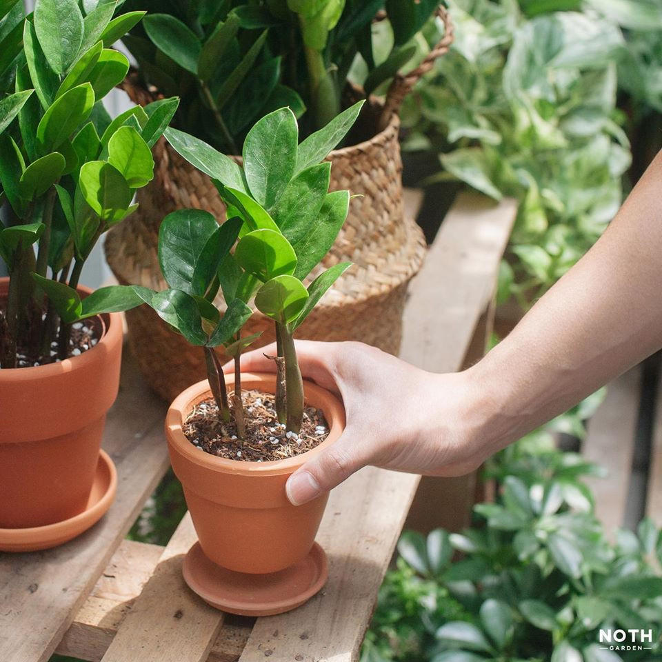 NOTH Garden - những người gieo mầm xanh trong lòng đô thị ảnh 7 NOTH Garden - những người gieo mầm xanh trong lòng đô thị ảnh 7