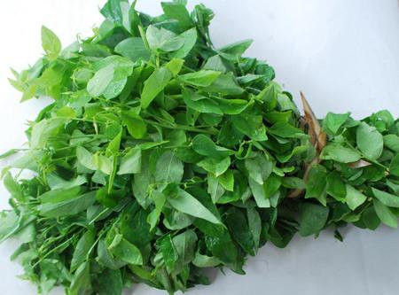 Rau ngót: Cực tốt và cực độc, biết mà tránh khi ăn kẻo rước họa vào thân ảnh 4
