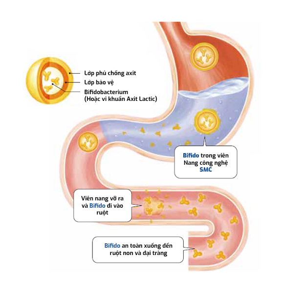 Công nghệ SMC giúp đưa lợi khuẩn Bifido vào tận đại tràng Cảnh báo: Viêm đại tràng nguy cơ cao tái phát nặng dịp Tết ảnh 1