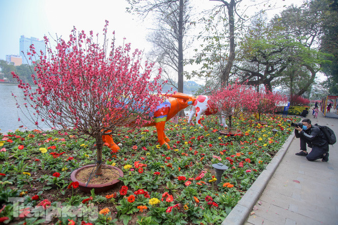 Đào bung sắc bên những thảm hoa rực rỡ quanh hồ Hoàn Kiếm ngày cận Tết ảnh 2