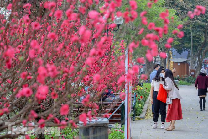 Đào bung sắc bên những thảm hoa rực rỡ quanh hồ Hoàn Kiếm ngày cận Tết ảnh 8
