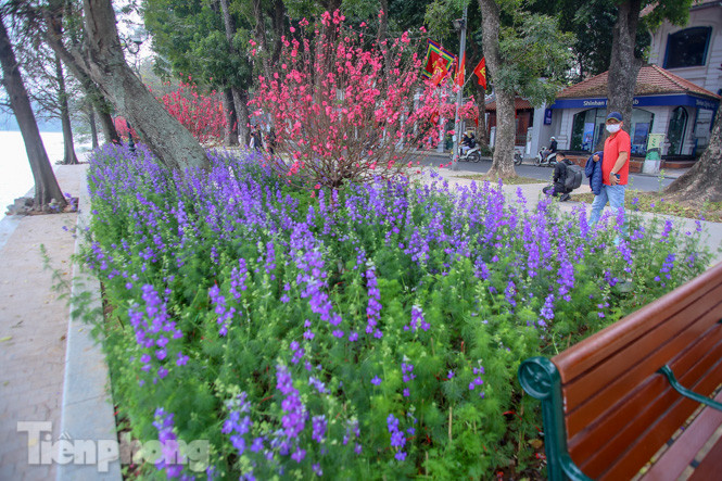 Đào bung sắc bên những thảm hoa rực rỡ quanh hồ Hoàn Kiếm ngày cận Tết ảnh 3